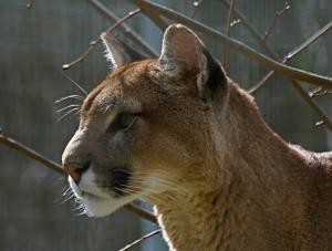 Opolska puma od kilku tygodni jest bezkarna