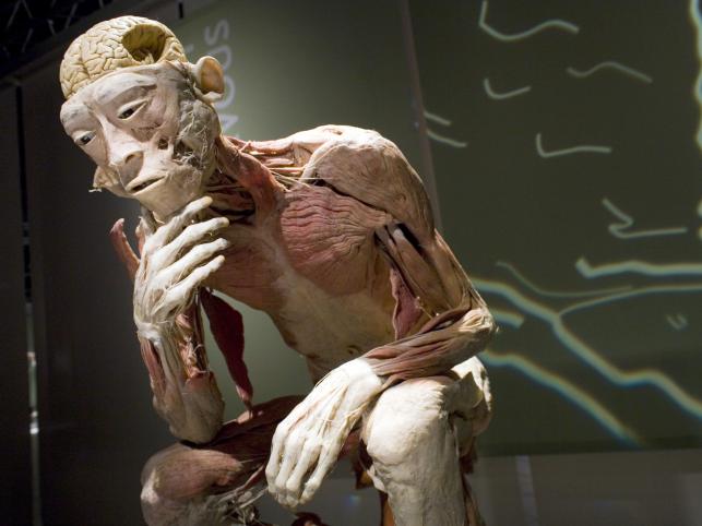 Trybunał Konstytucyjny: Wystawa "Bodies... The Exhibition" jest brutalnym zamachem na godność ludzi