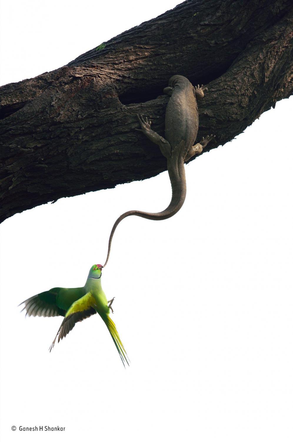 KONKURS "WILDLIFE PHOTOGRAPHER OF THE YEAR". NIESAMOWITE ZDJĘCIA ZWYCIĘZCÓW